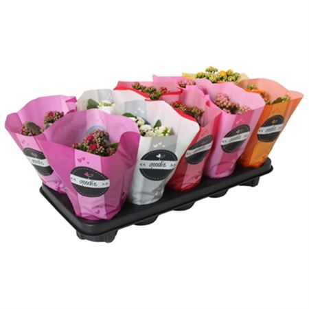 Pianta Kalanchoe Gevuld Perfecta Mix