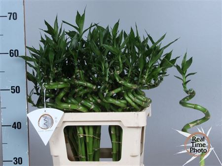 Bamboo Lucky Spiral + Toef