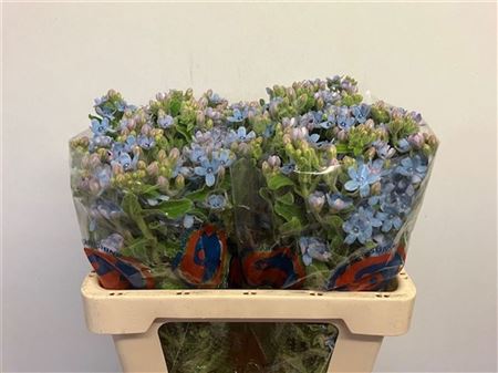 Oxypetalum Tanioka Pure Blue