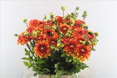 Dahlia American Sun