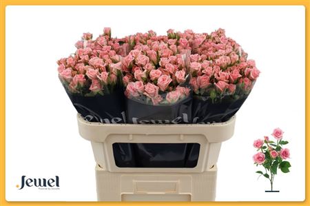 Rosa Spray Odilia