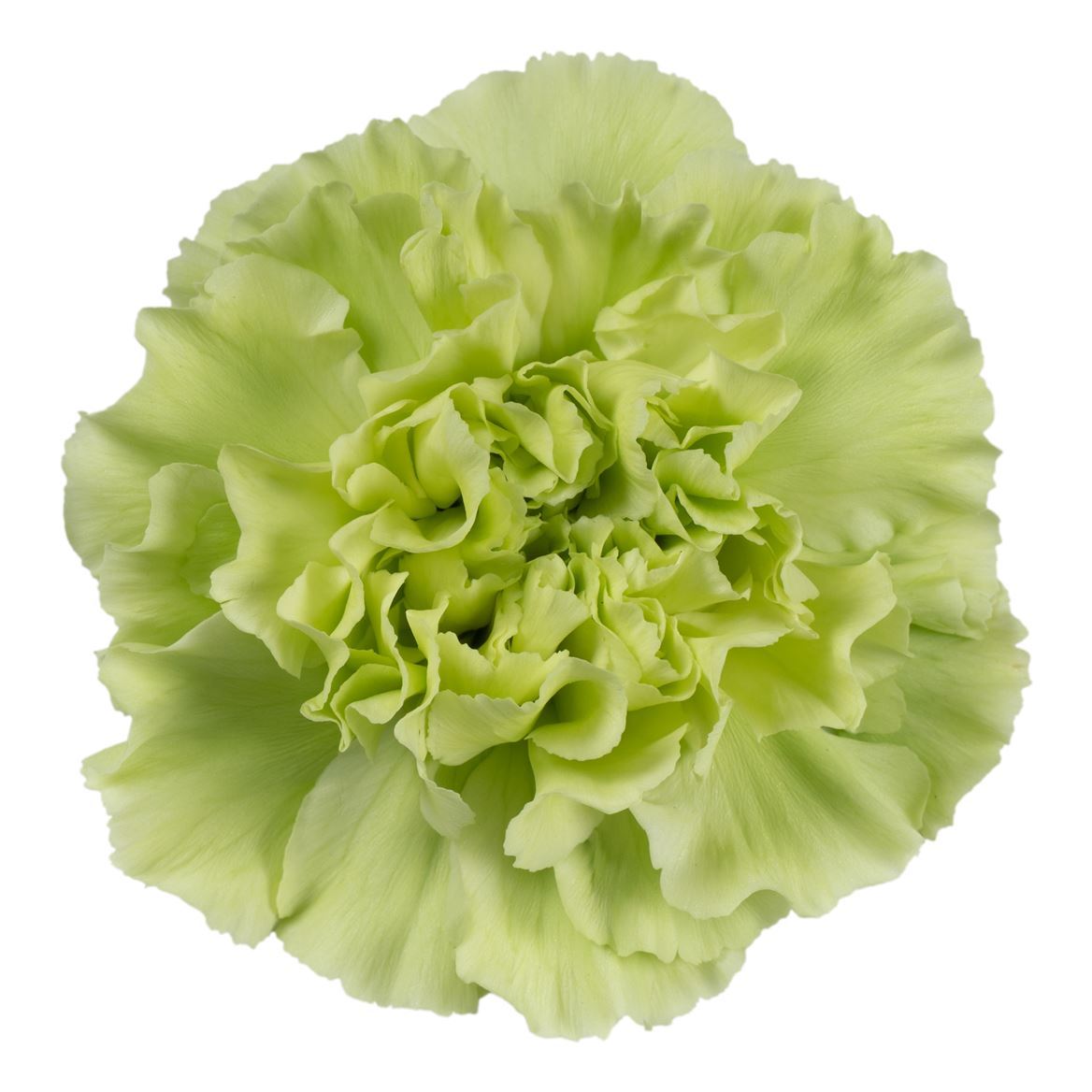 Garofano Ec Emerald