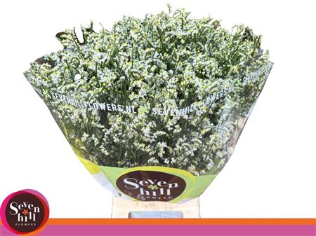 Limonium Mountain Diamond