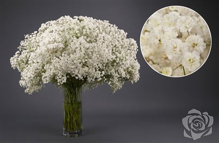 Gypsophila Xlence 40gr Novelarms