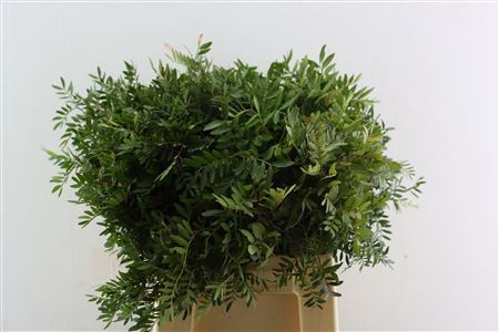 Leaf Pistacia Select