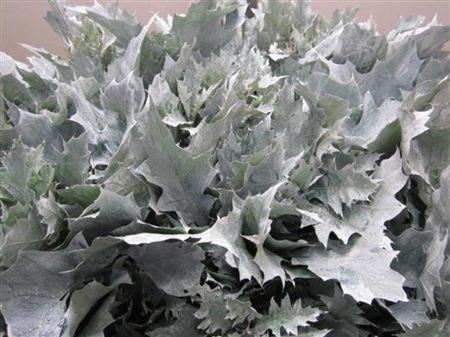 Quercus Rubra Wit (frost)