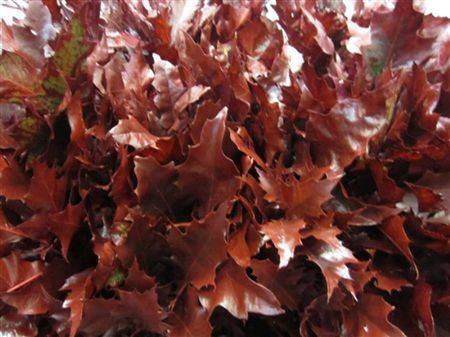 Quercus Rubra Bordeaux