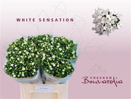 Bouvardia En White Sensation
