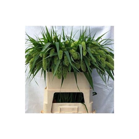 Setaria Volle Melk