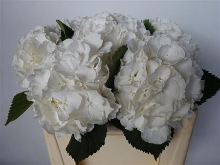 Hydrangea M White Verena