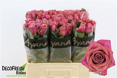 Rosa Large Barista