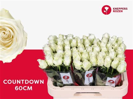 Rosa Large Countdown!