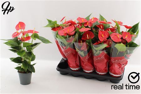 Pianta Anthurium An Esudo