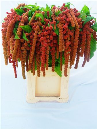 Amaranthus Coral Fountain