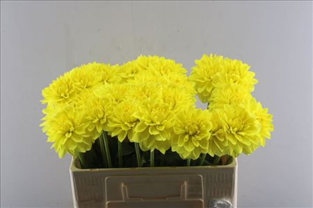 Dahlia Sunlady