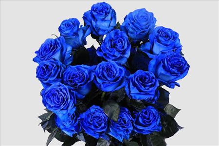 Rosa Ec Paint Blue