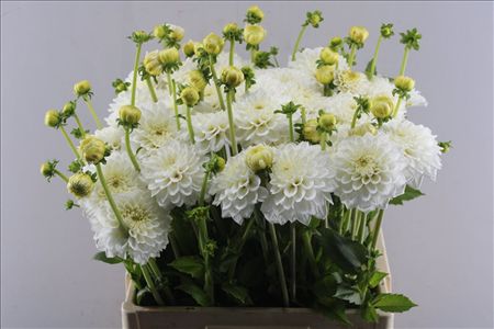 Dahlia White Love