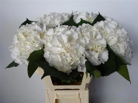 Hydrangea White Verena