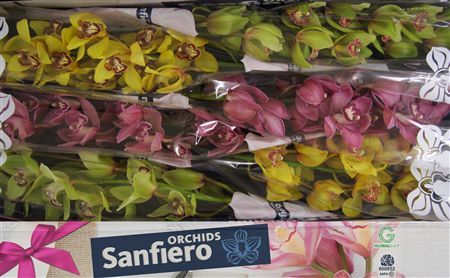 Cymbidium Mix Sanfiero