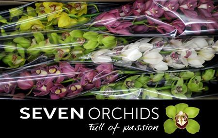 Cymbidium Mix Seven Orchids