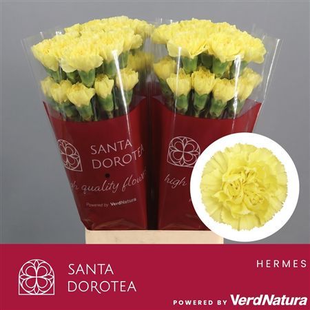 Garofano Hermes