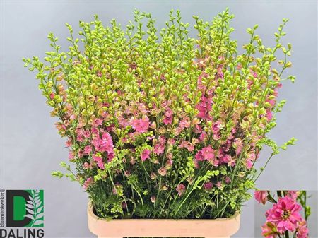 Delphinium La Qis Pink (consolida)