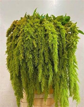 Amaranthus Green Spider