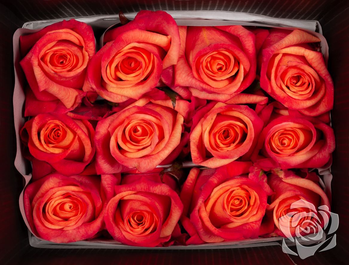 Rosa Ec Sunset Glory High Connection