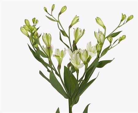 Alstroemeria Florinca Vogue