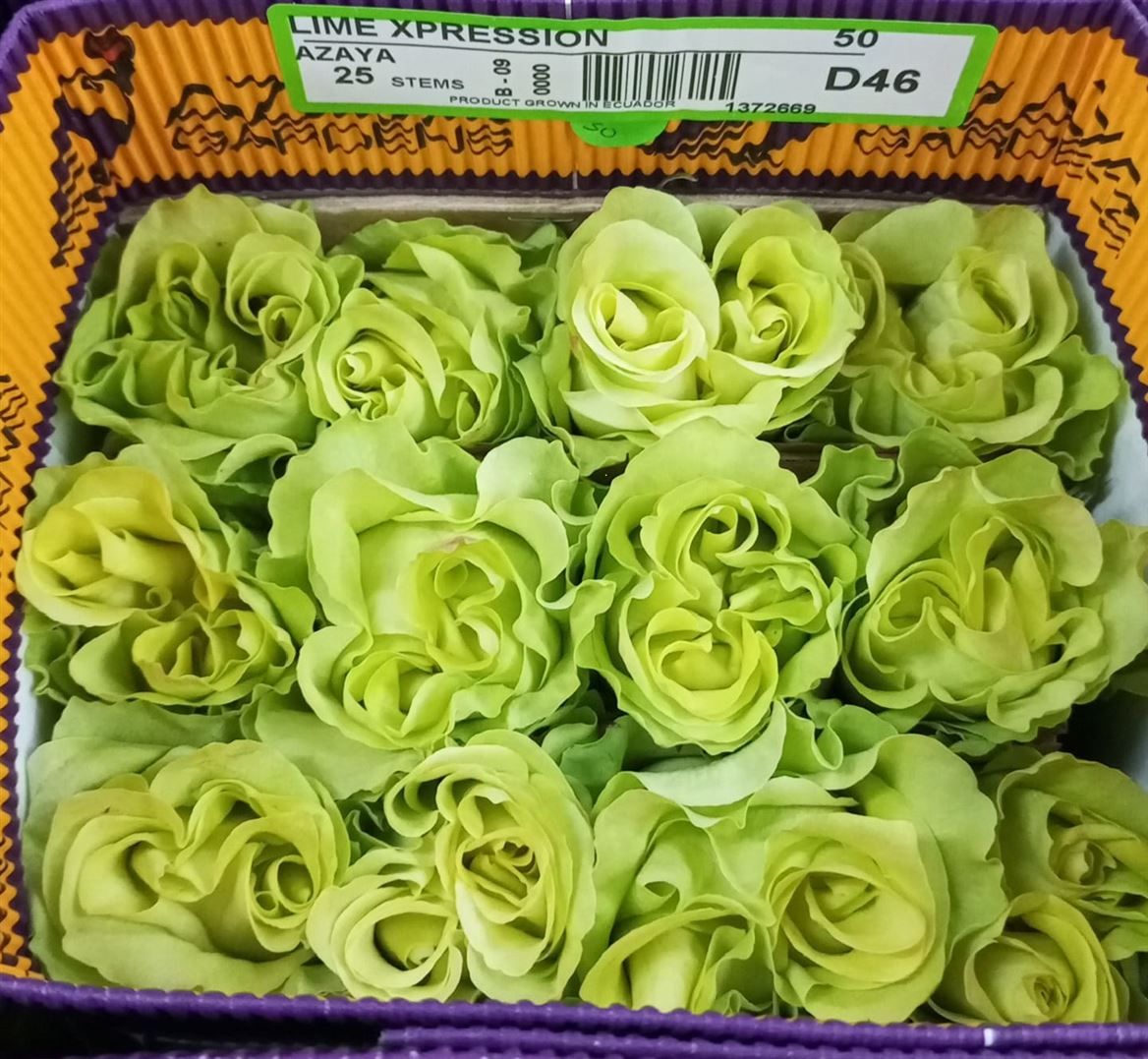 Rosa Garden Lime Xpression Latina