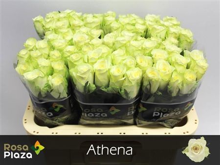 Rosa Large Athena