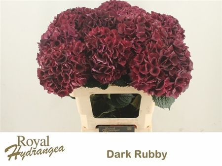 Hydrangea Magical Dark Ruby