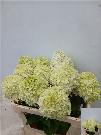 Hydrangea Pa Limelight