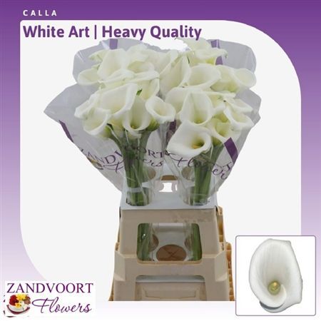 Calla White Art