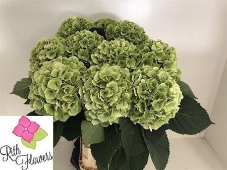 Hydrangea Verena Classic