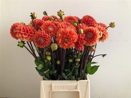 Dahlia Sylvia