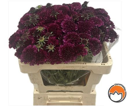 Scabiosa Red Purple Velvet Scoop
