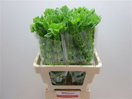Moluccella Stuk