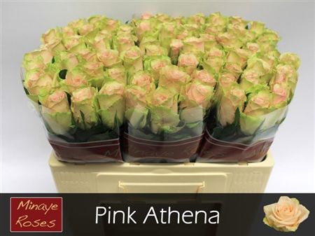 Rosa Large Pink Athena