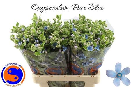Oxypetalum Tanioka Pure Blue