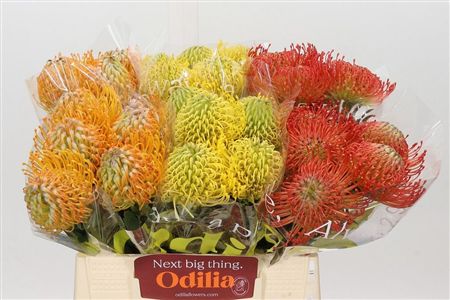 Nutans Mix In Bucket 3 Colours