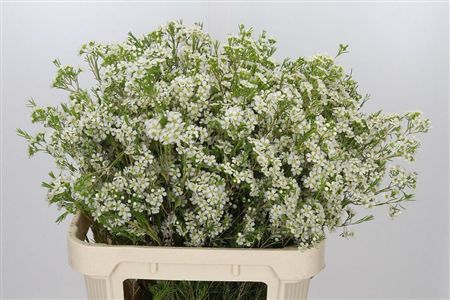 Wax Flowers Ofir
