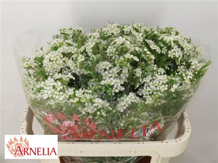 Wax Flowers Ofir