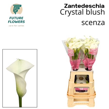Calla Crystal Blush