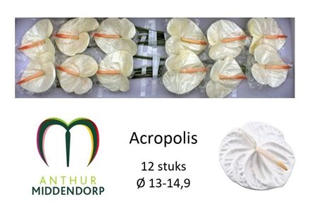Anthurium Acropolis