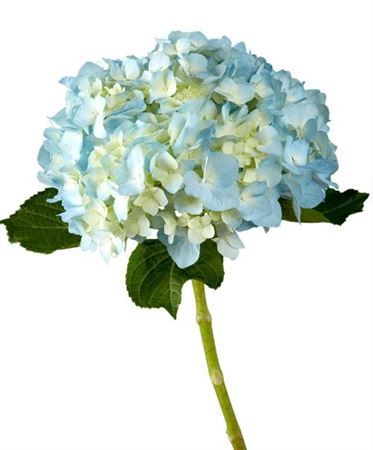 Hydrangea Bogotana Super Premium