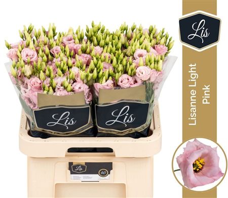 Lisianthus Do Lisanne Light Pink