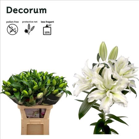 Lilium Or Dbl Roselily Aisha
