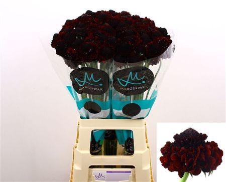 Scabiosa Scoop Bon Bon Marachino Ch