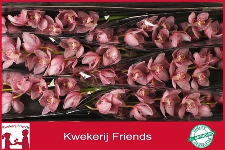 Cymbidium Pink Belle Star